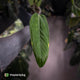Anthurium warocqueanum x panamense s1