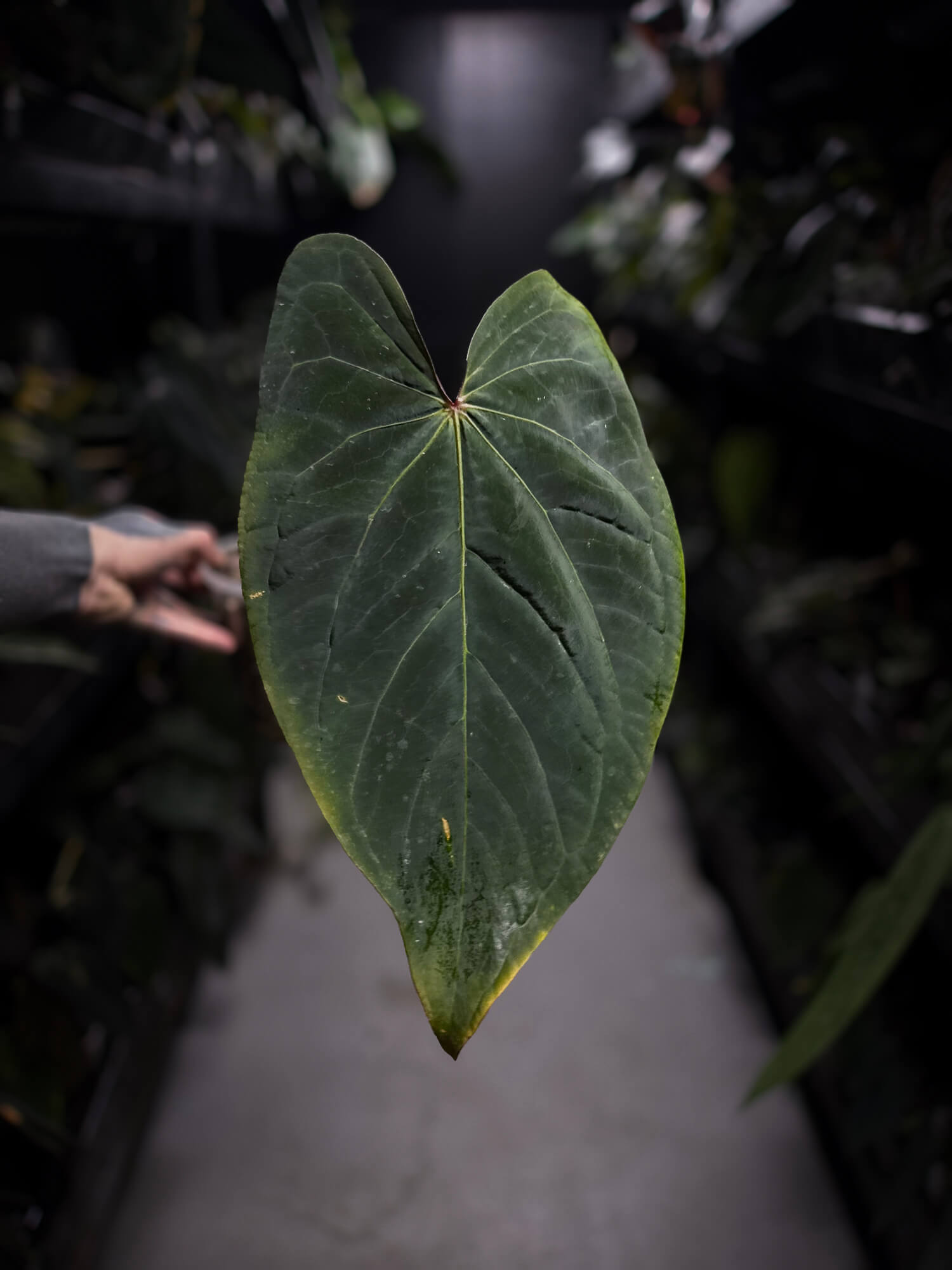 Anthurium #VolcanicAsh • XL plant