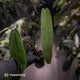 Anthurium warocqueanum x panamense s1