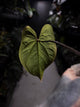 Anthurium #VolcanicAsh • XL plant