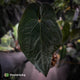 Anthurium #BlackBasilisk '1' • XL select clone