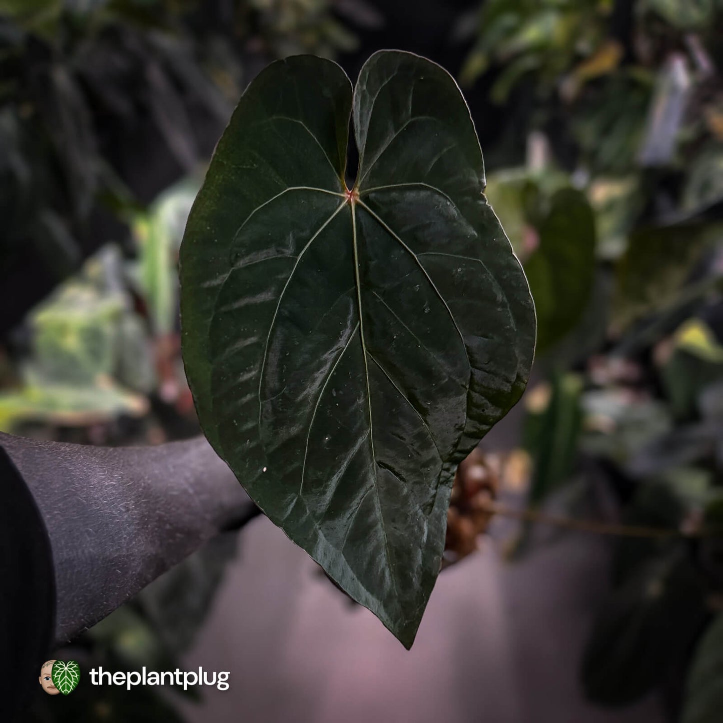 Anthurium #BlackBasilisk '1' • XL select clone