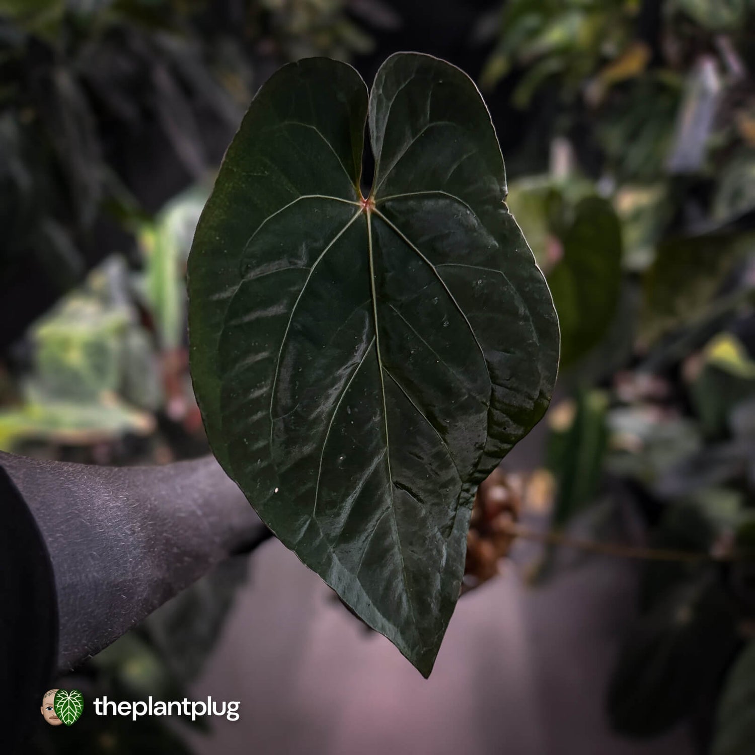 Anthurium #BlackBasilisk '1' • XL select clone