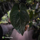 Anthurium #BlackBasilisk '1' • XL select clone