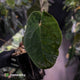 Anthurium #BlackBasilisk '1' • XL select clone