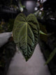 Anthurium #Beelzebub '3' • XL select holdback