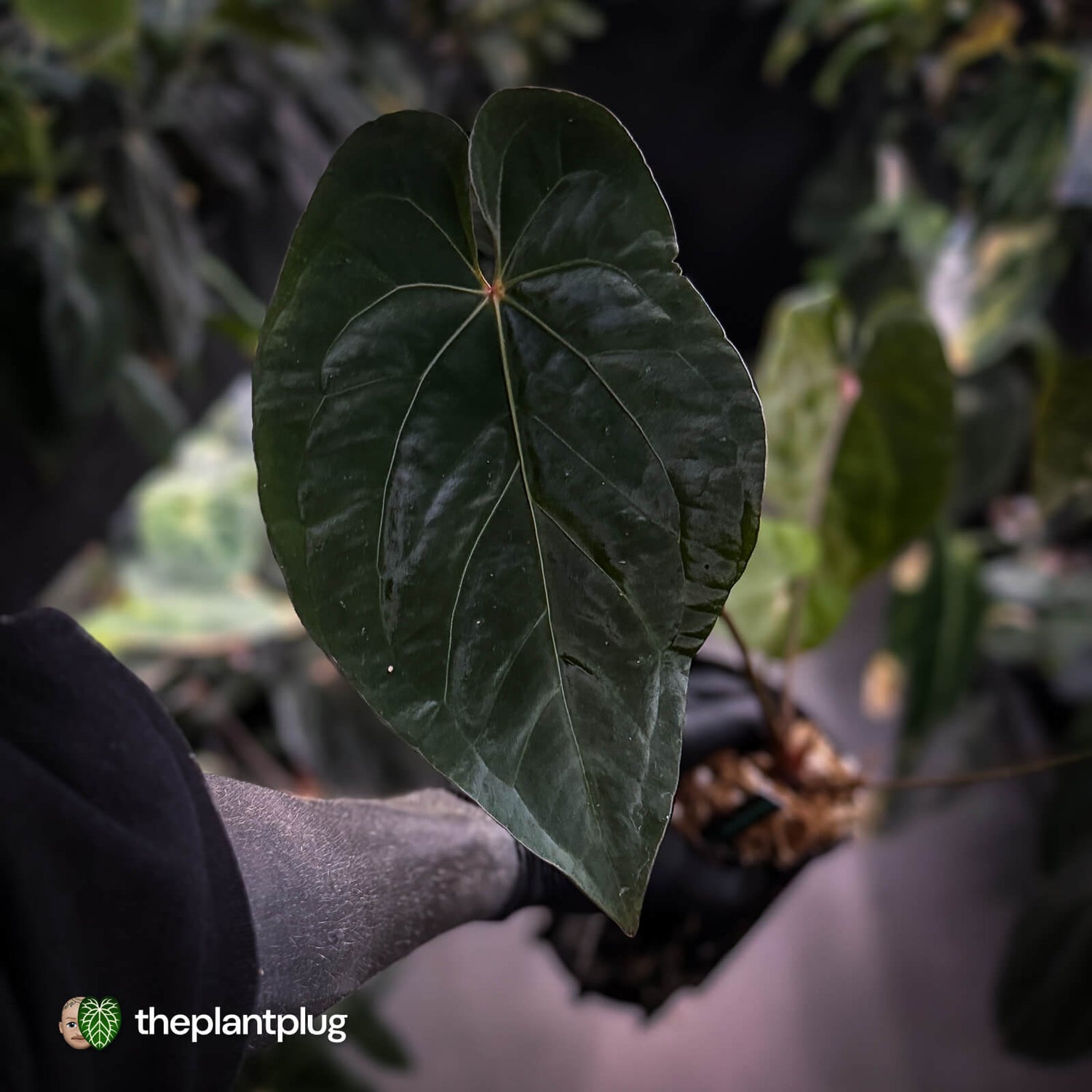 Anthurium #BlackBasilisk '1' • XL select clone