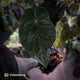 Anthurium #BlackBasilisk '1' • XL select clone