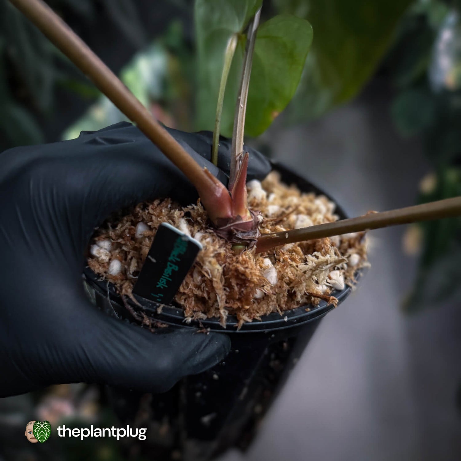 Anthurium #BlackBasilisk '1' • XL select clone