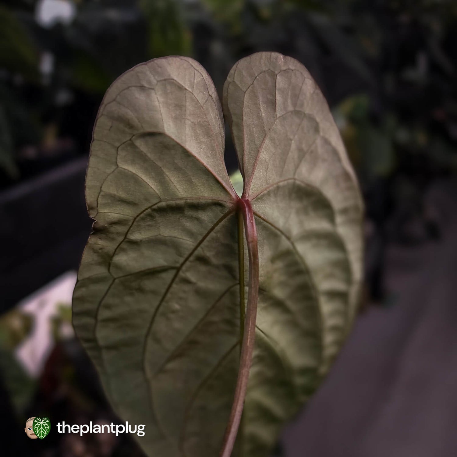 Anthurium #BlackBasilisk '1' • XL select clone