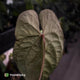Anthurium #BlackBasilisk '1' • XL select clone