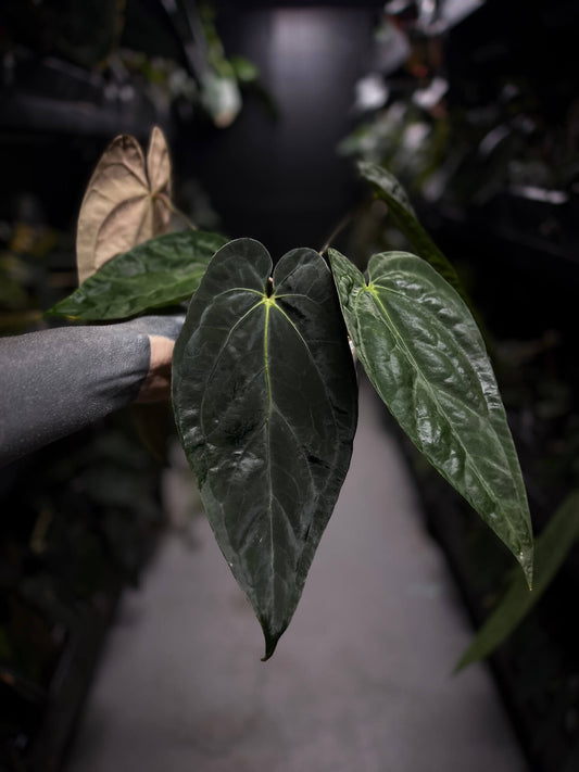 Anthurium #Beelzebub '3' • XL select holdback