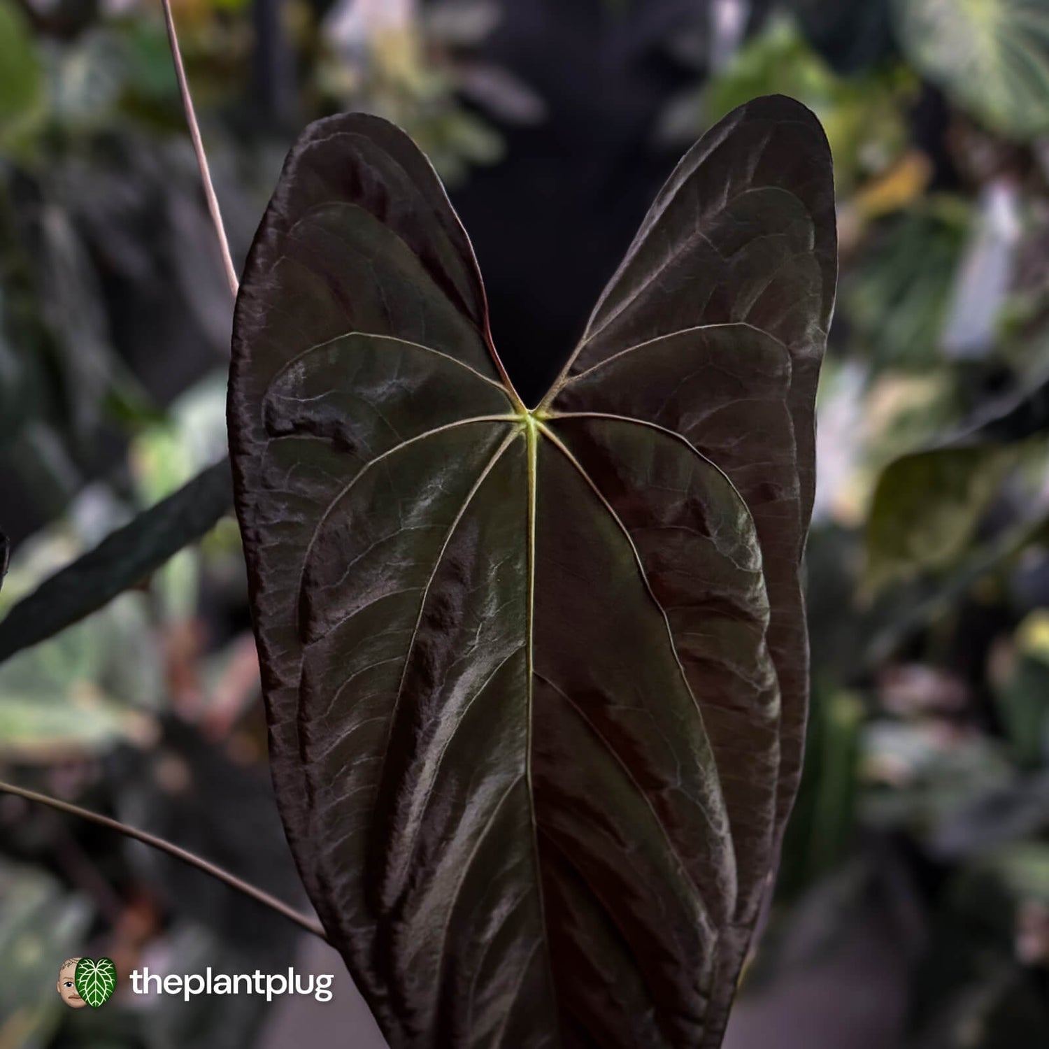 Anthurium papillilaminum ('MDB' x 'RA8') • XXL holdback