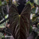 Anthurium papillilaminum ('MDB' x 'RA8') • XXL holdback