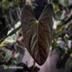 Anthurium papillilaminum ('MDB' x 'RA8') • XXL holdback