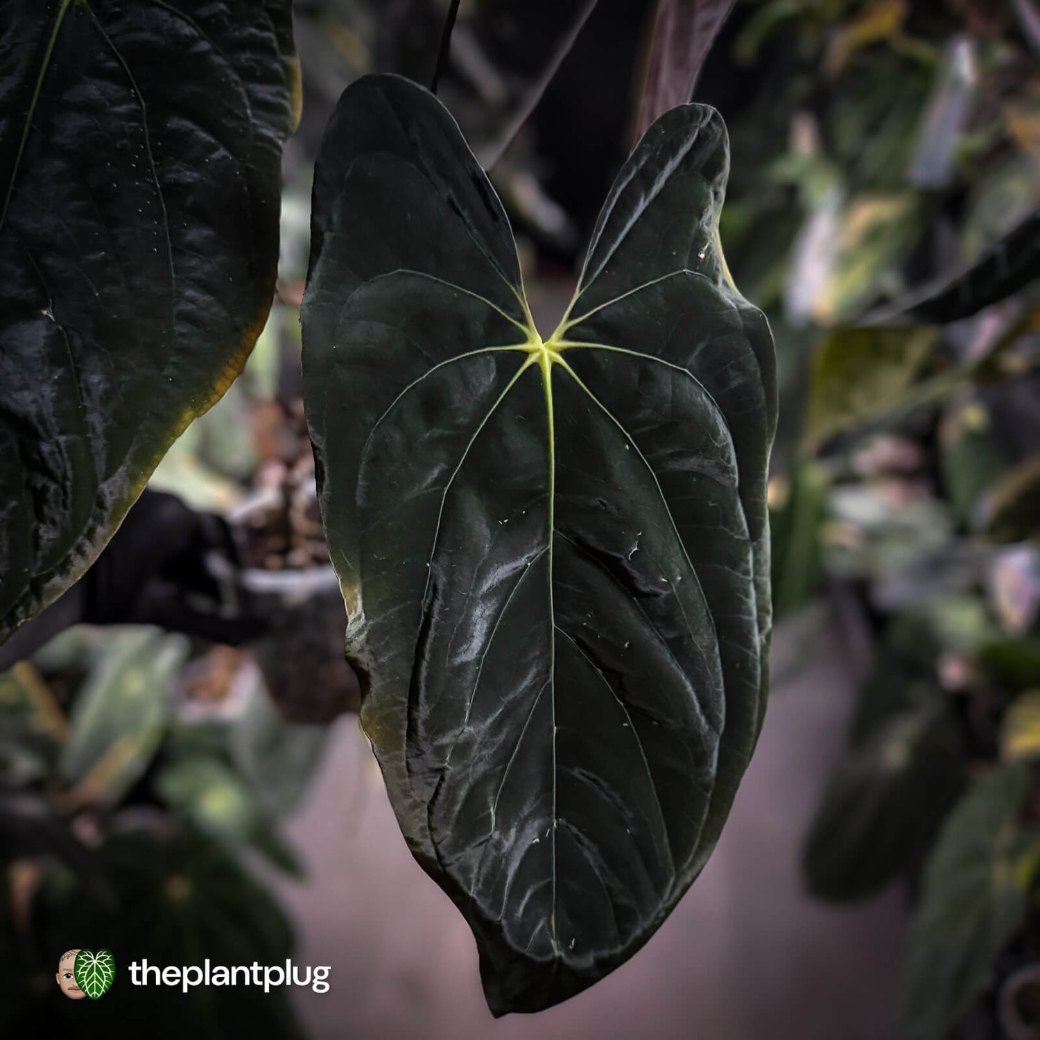 Anthurium papillilaminum ('MDB' x 'RA8') • XXL holdback
