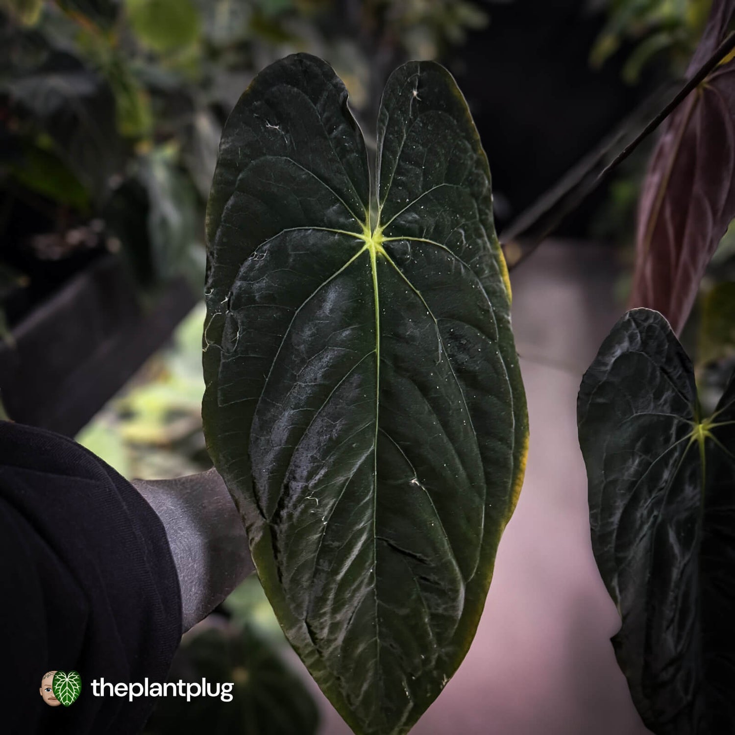 Anthurium papillilaminum ('MDB' x 'RA8') • XXL holdback
