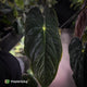Anthurium papillilaminum ('MDB' x 'RA8') • XXL holdback