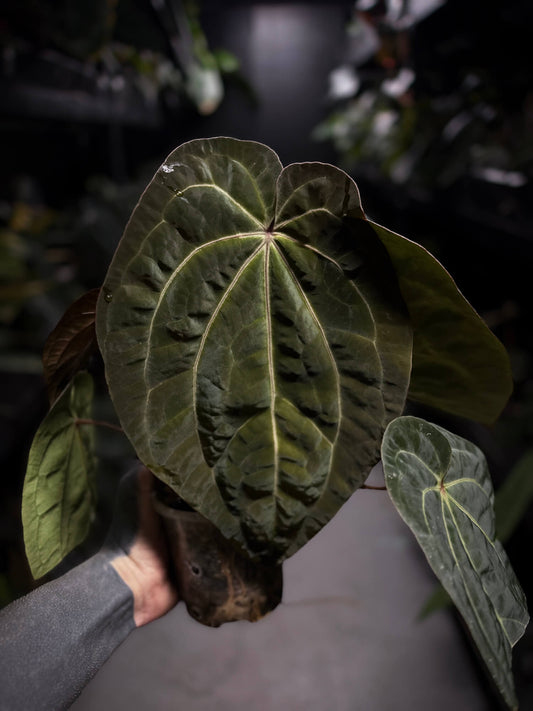 Anthurium 'Dark Magnificum' x 'Bloodmoon'