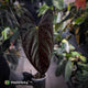 Anthurium papillilaminum ('MDB' x 'RA8') • XXL holdback