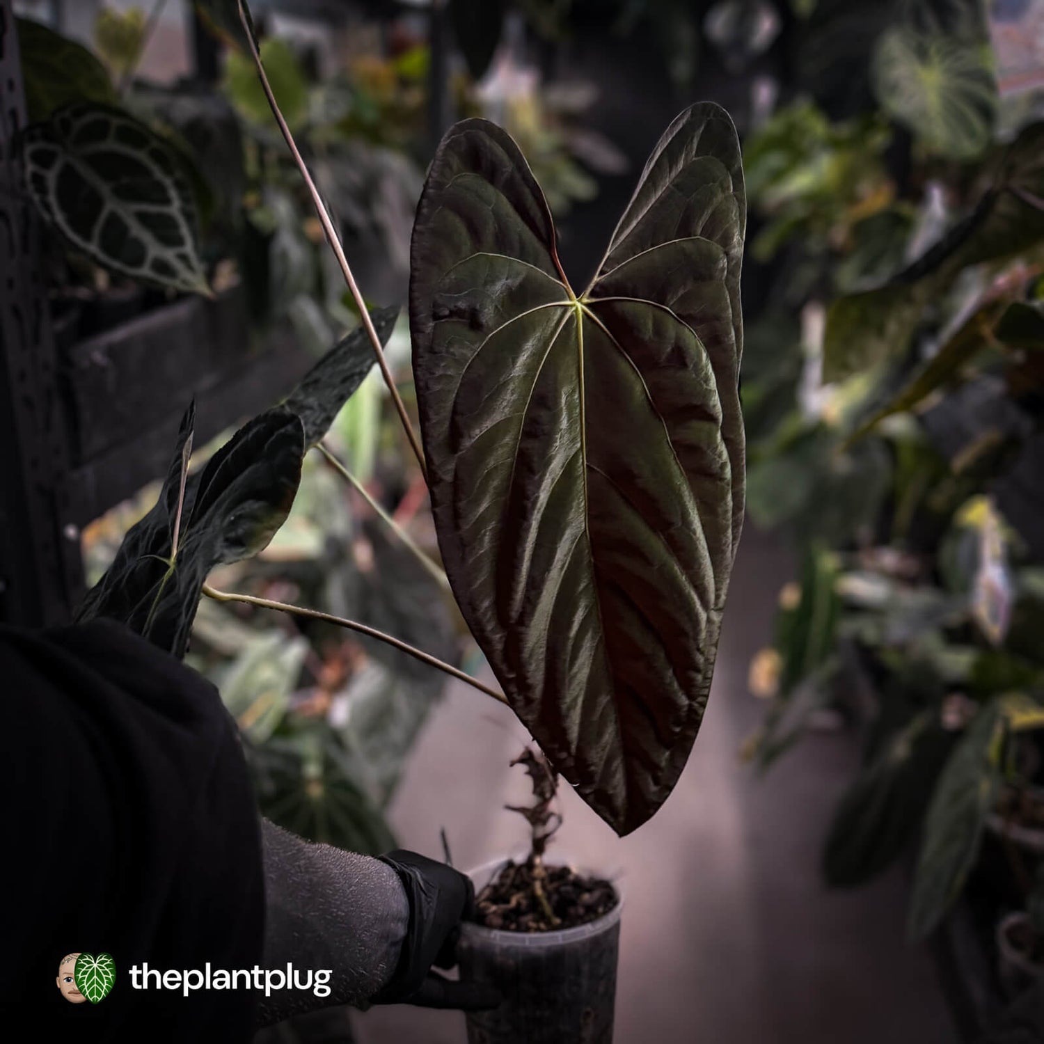 Anthurium papillilaminum ('MDB' x 'RA8') • XXL holdback