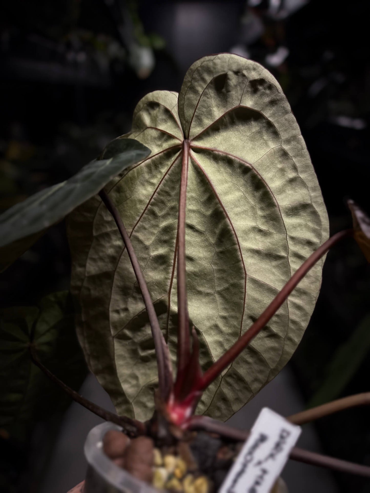 Anthurium 'Dark Magnificum' x 'Bloodmoon'