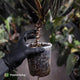 Anthurium papillilaminum ('MDB' x 'RA8') • XXL holdback