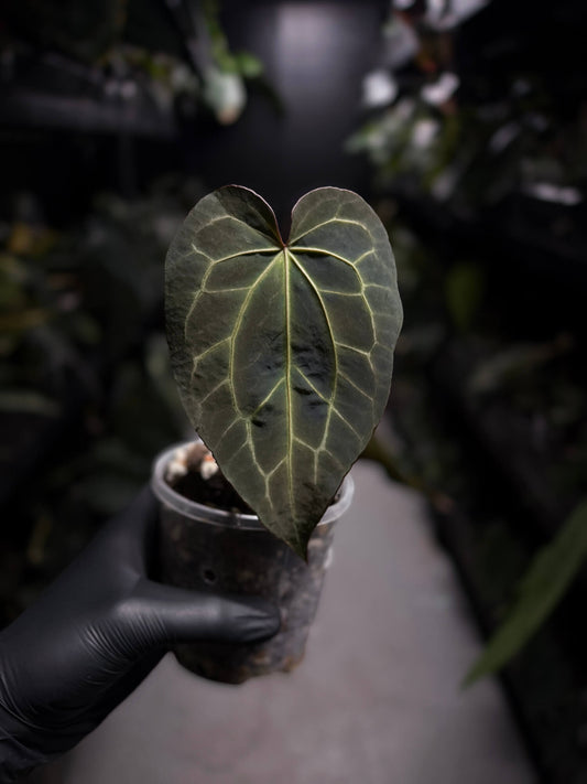 Anthurium Frilly Purple Mag x • select