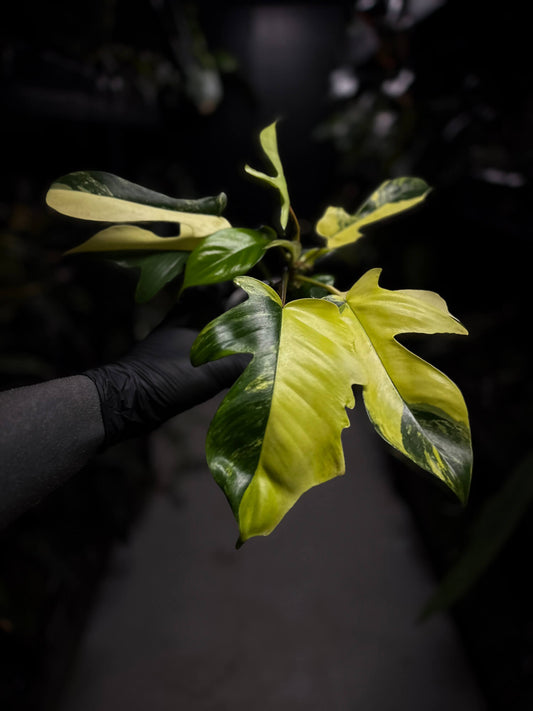 Philodendron Florida ??? variegated • clumping mutation