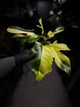 Philodendron Florida ??? variegated • clumping mutation