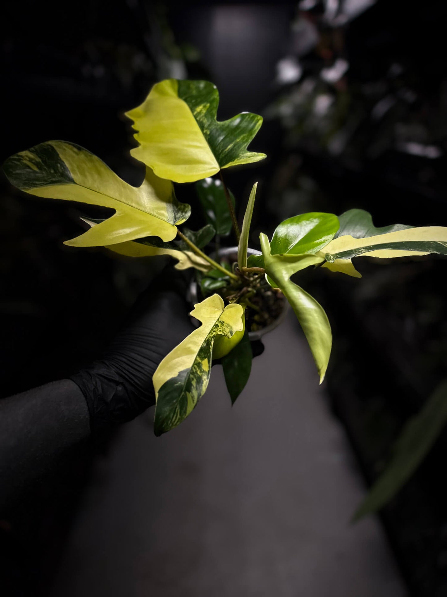 Philodendron Florida ??? variegated • clumping mutation