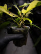 Philodendron Florida ??? variegated • clumping mutation