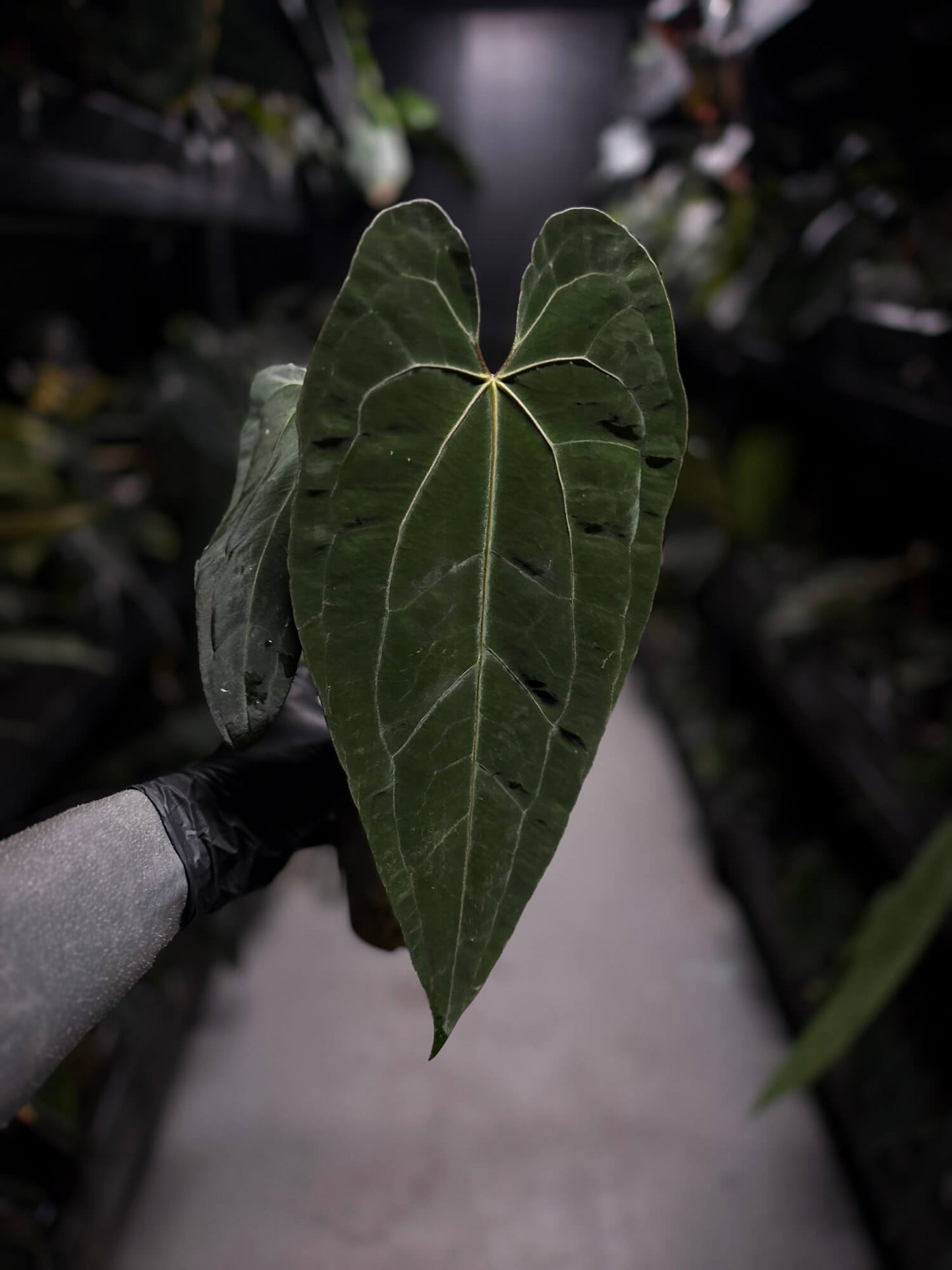 Anthurium papillilaminum 'Fort Sherman' x 'Ace of Spades'