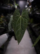 Anthurium papillilaminum 'Fort Sherman' x 'Ace of Spades'