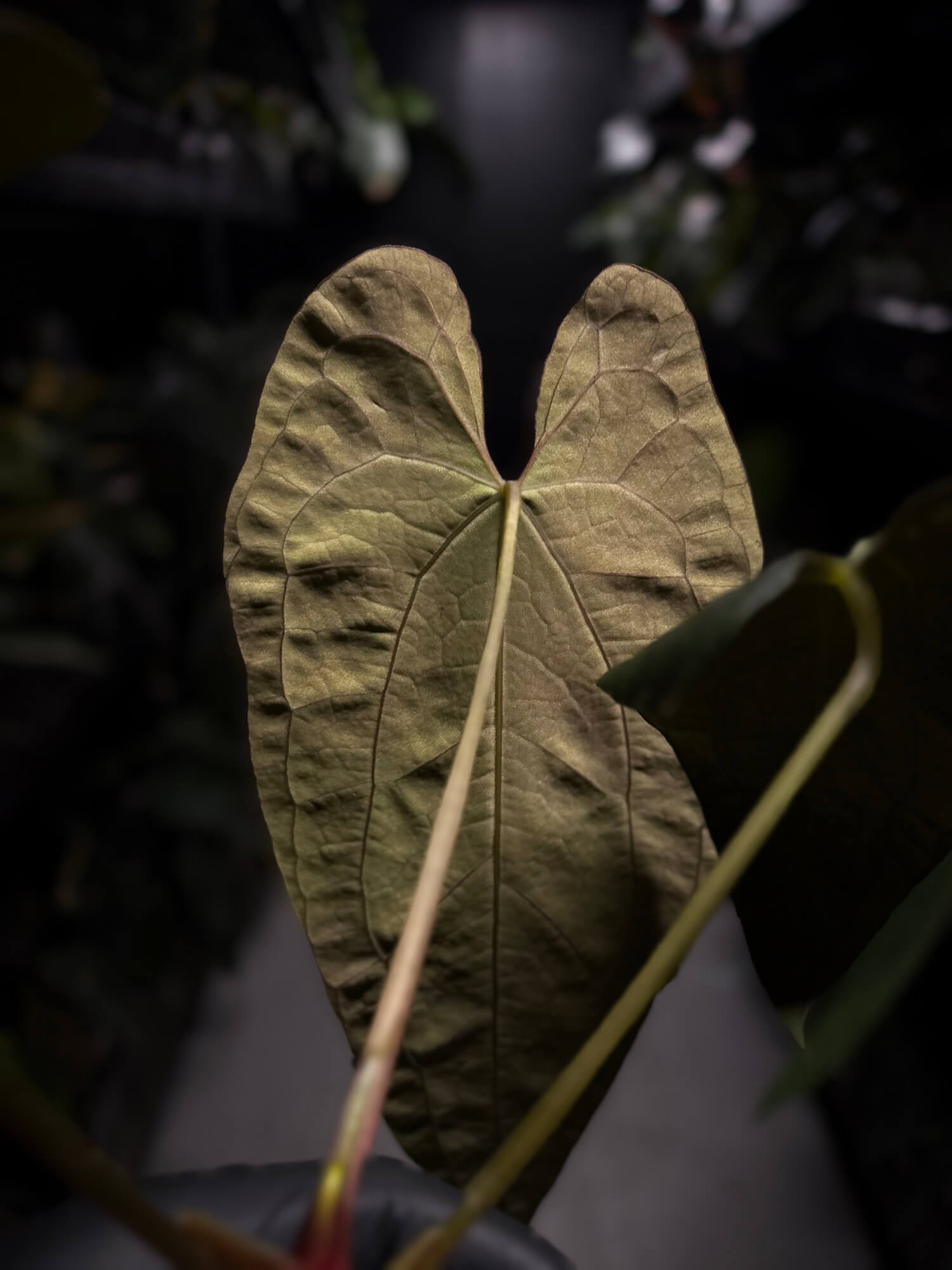Anthurium papillilaminum 'Fort Sherman' x 'Ace of Spades'