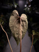 Anthurium #UluruDreams • select plant