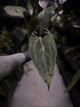 Anthurium #UluruDreams • select plant