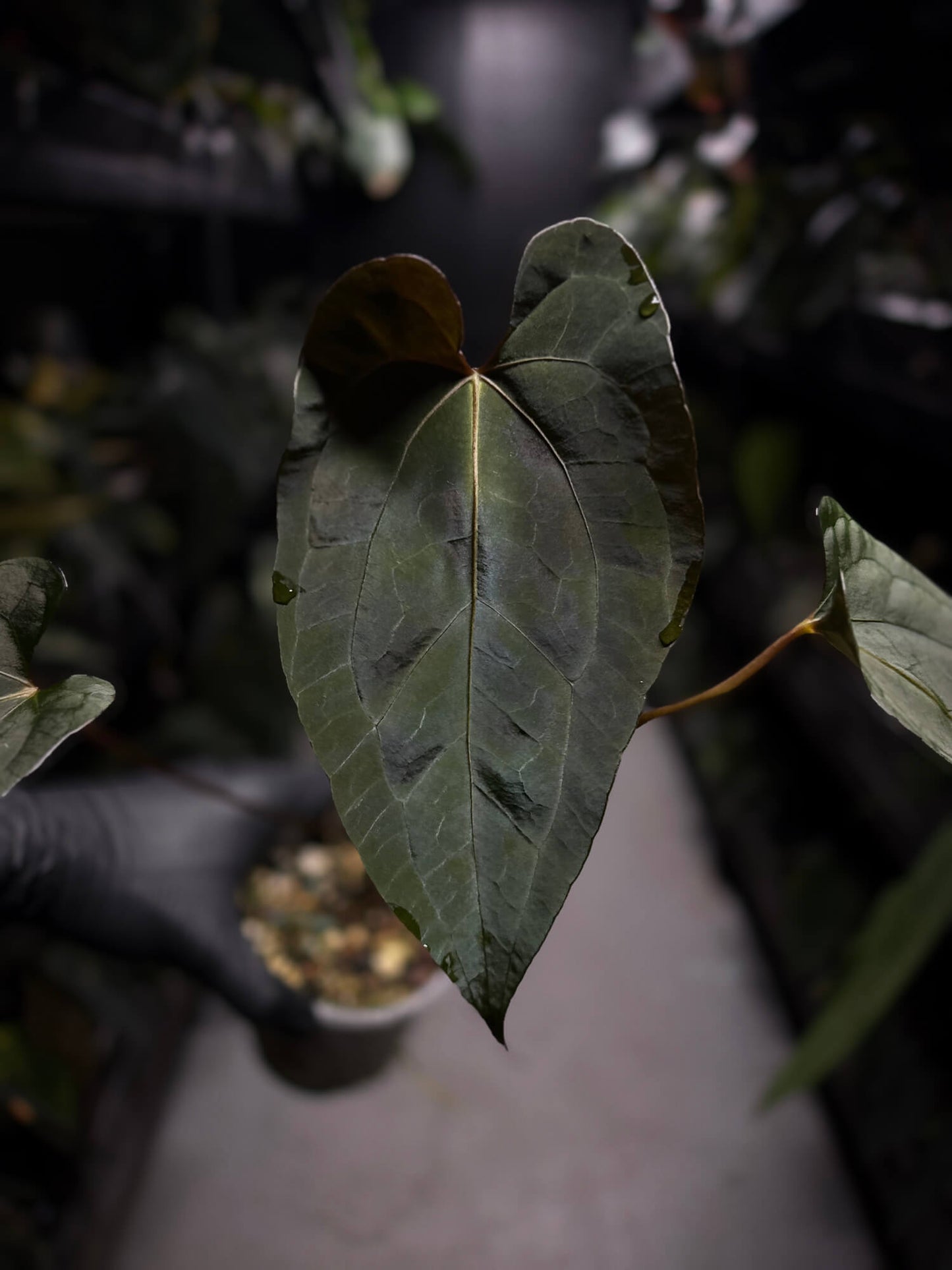 Anthurium #UluruDreams • select plant