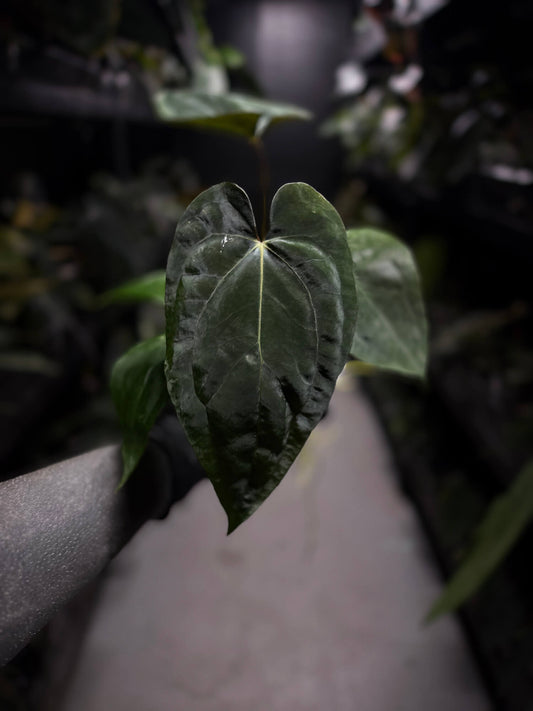 Anthurium #BlinkyBill • #TwinPhoenix x 'Drop Bear'