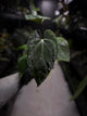 Anthurium #BlinkyBill • #TwinPhoenix x 'Drop Bear'