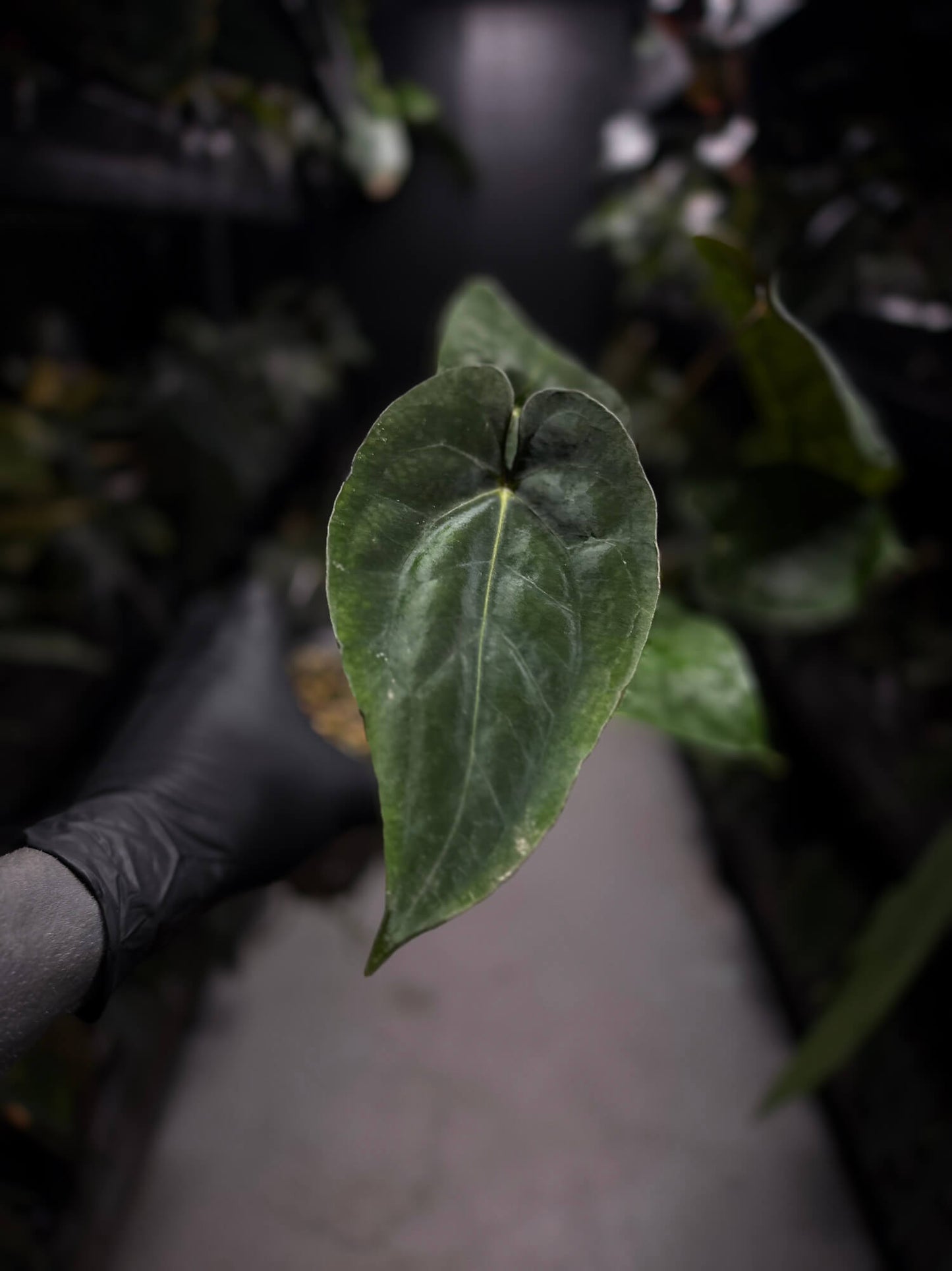 Anthurium #BlinkyBill • #TwinPhoenix x 'Drop Bear'