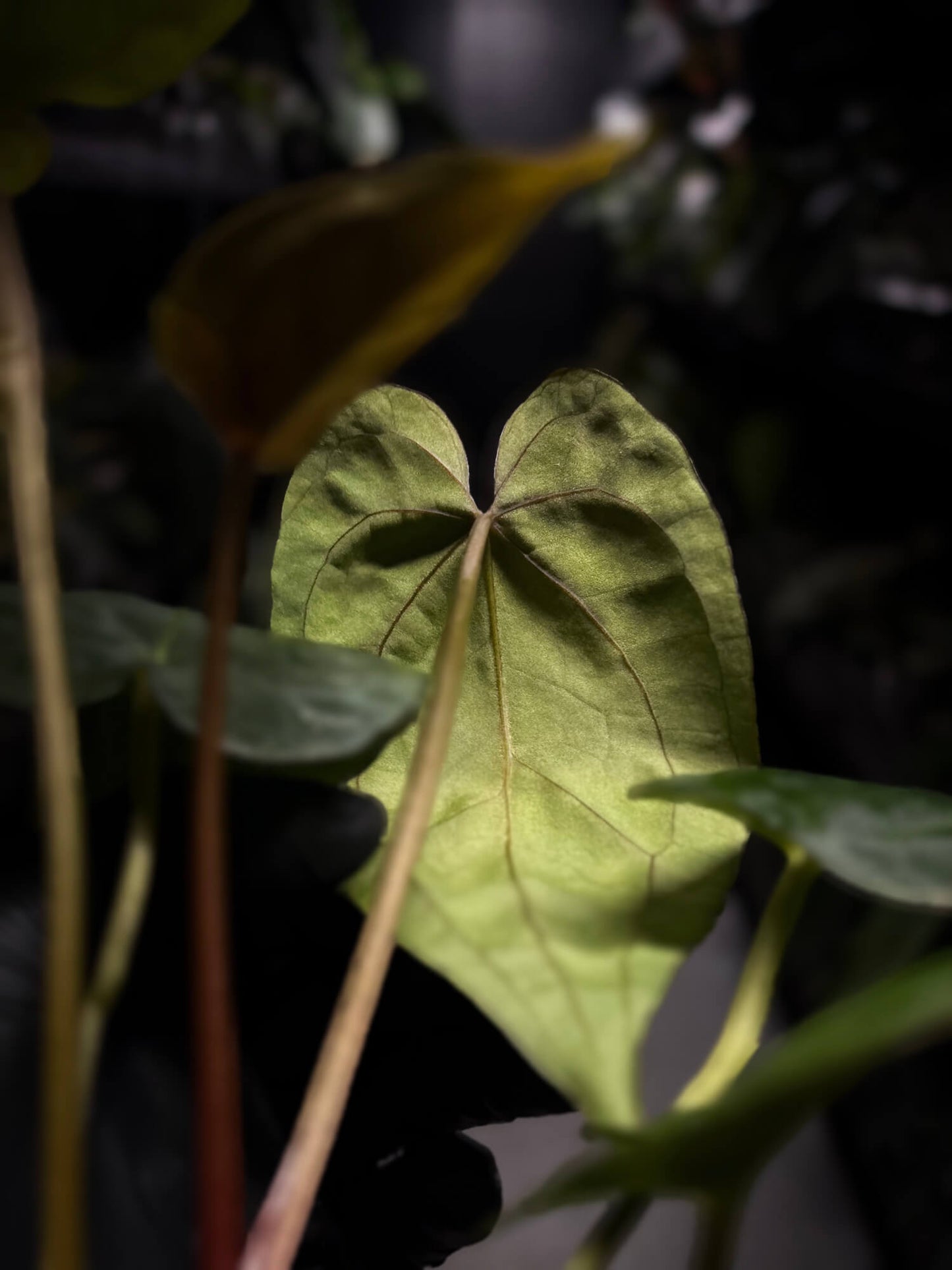 Anthurium #BlinkyBill • #TwinPhoenix x 'Drop Bear'