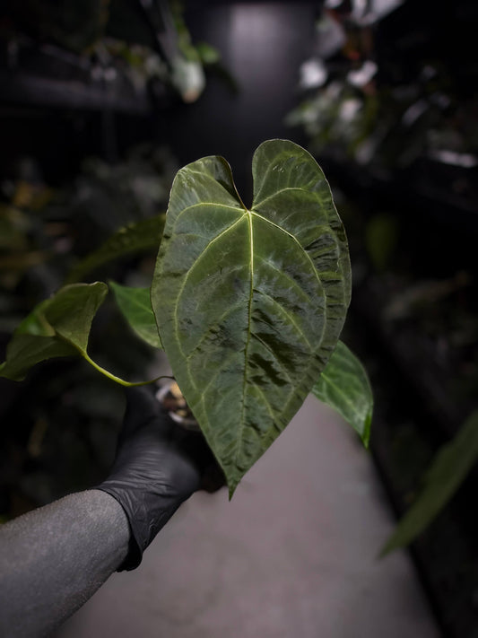 Anthurium (pap x dress ex. JS s1) x (regale x 'Silver Krome')