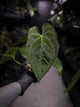 Anthurium (pap x dress ex. JS s1) x (regale x 'Silver Krome')