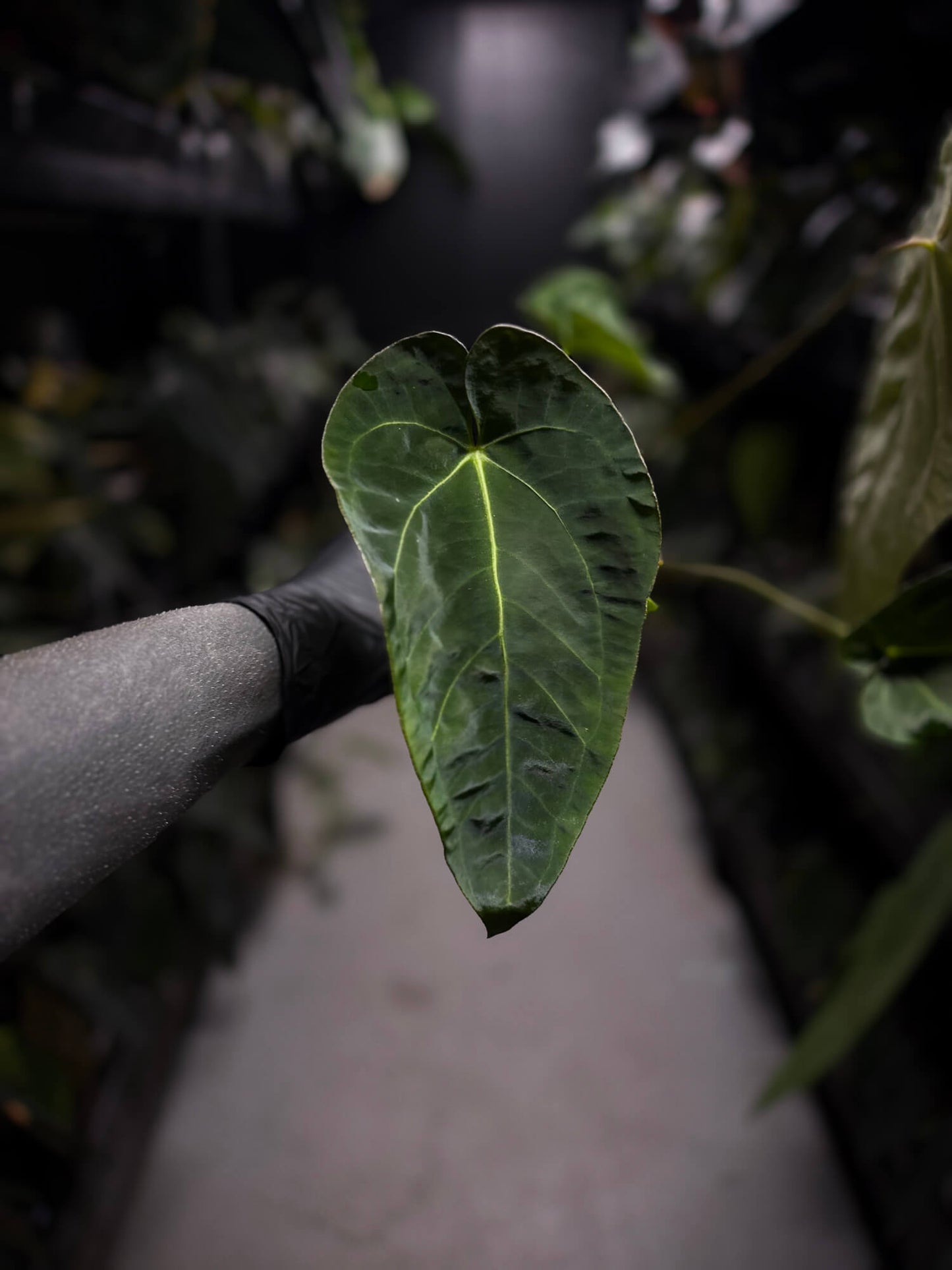 Anthurium (pap x dress ex. JS s1) x (regale x 'Silver Krome')
