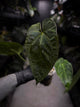 Anthurium (pap x dress ex. JS s1) x (regale x 'Silver Krome')