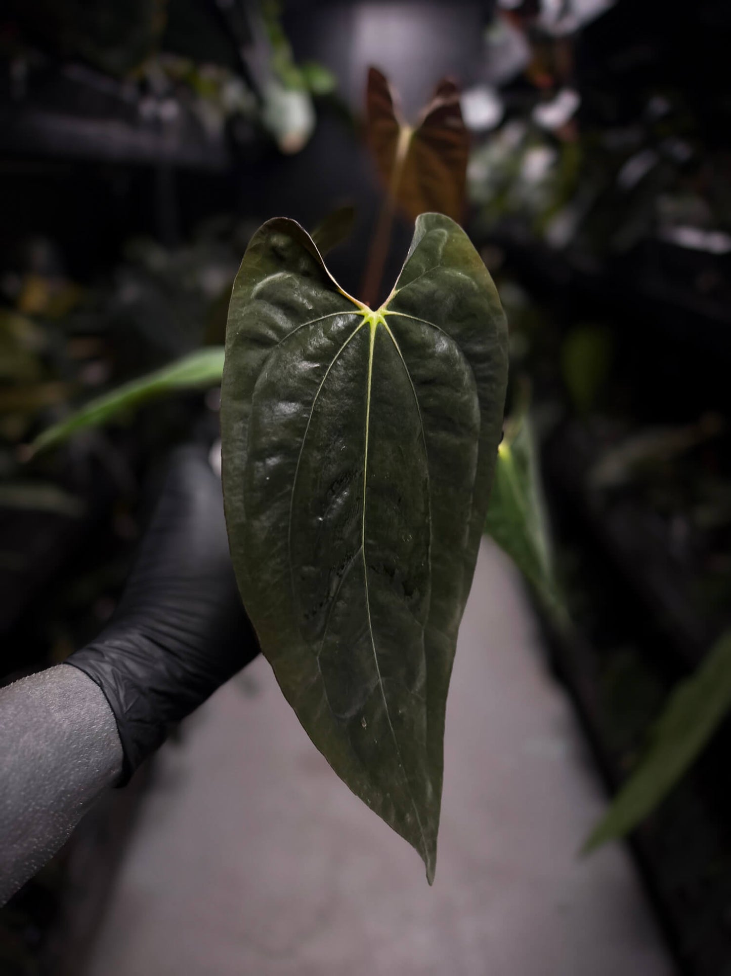 Anthurium papillilaminum 'MDB' x antolakii / 'BVEP' • select holdback