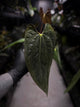 Anthurium papillilaminum 'MDB' x antolakii / 'BVEP' • select holdback