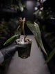 Anthurium papillilaminum 'MDB' x antolakii / 'BVEP' • select holdback