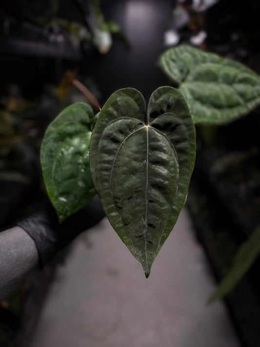 Anthurium papillilaminum x 'RVDP'